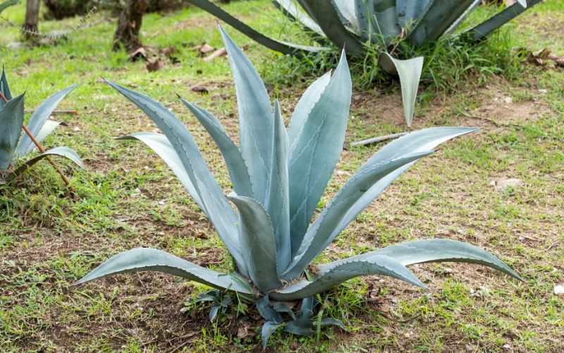 Agave plant for Xeriscaping